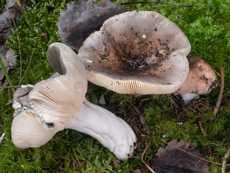 Russula medullata